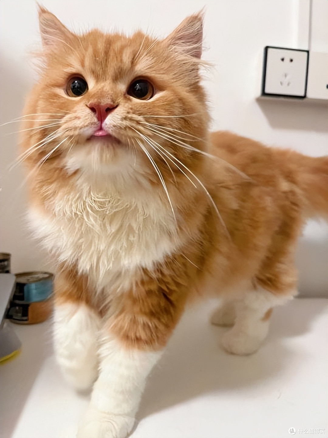 猫咪太瘦不长肉?吃对猫粮,猫咪轻松长肉发腮!