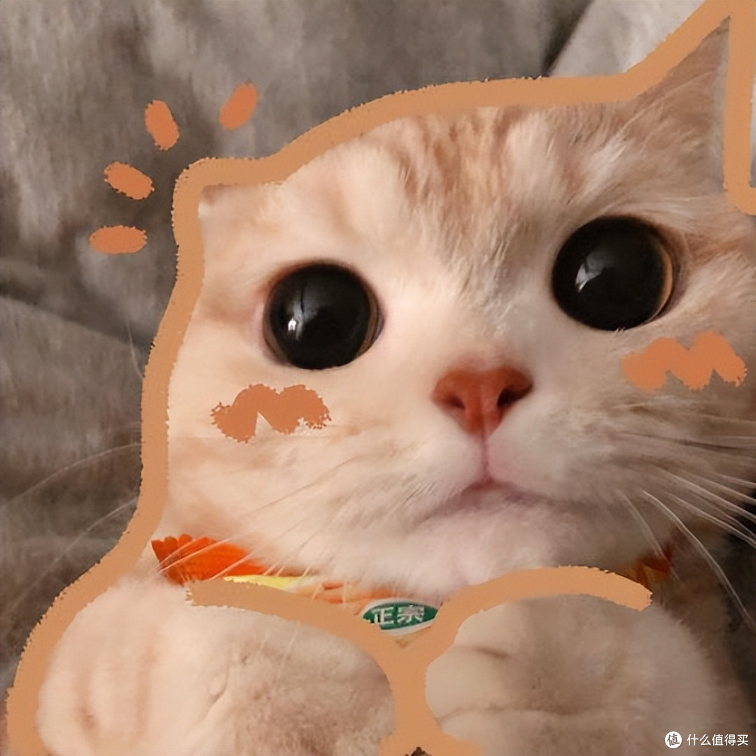 猫咪太瘦不长肉?吃对猫粮,猫咪轻松长肉发腮!