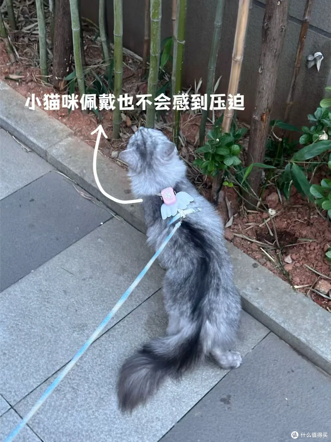 20s刷新位置,快速找宠黑科技!