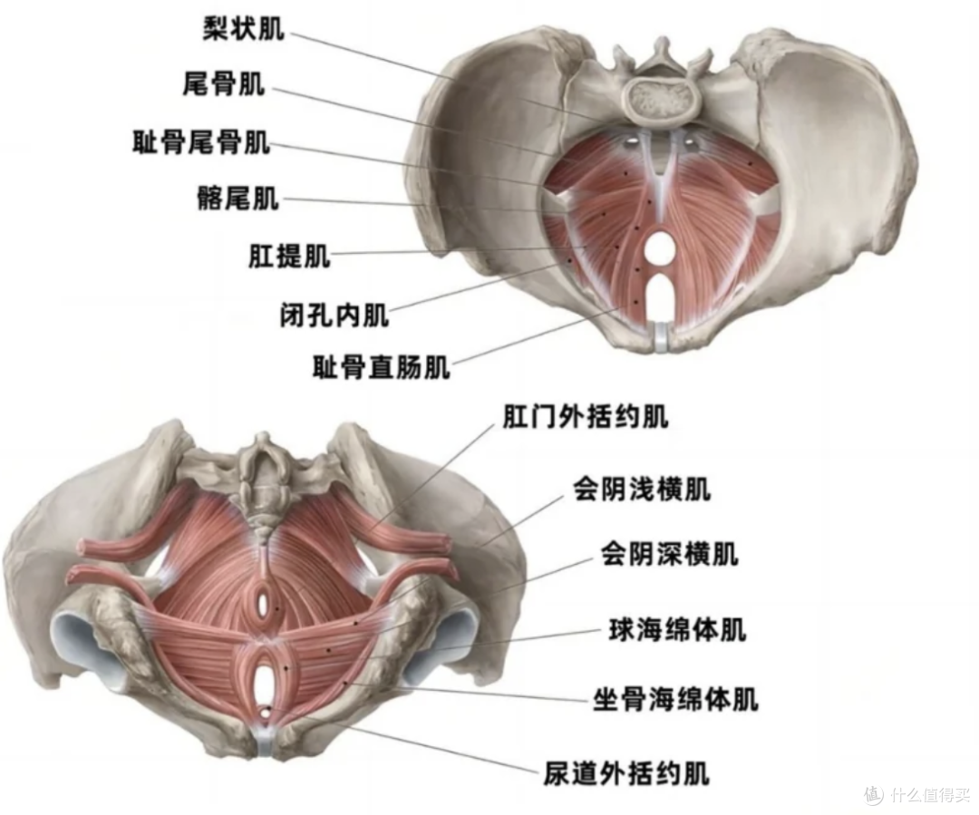 盆底肌与脱敏谁更决定性持久力?人类男子“能干度”提升指南篇2
