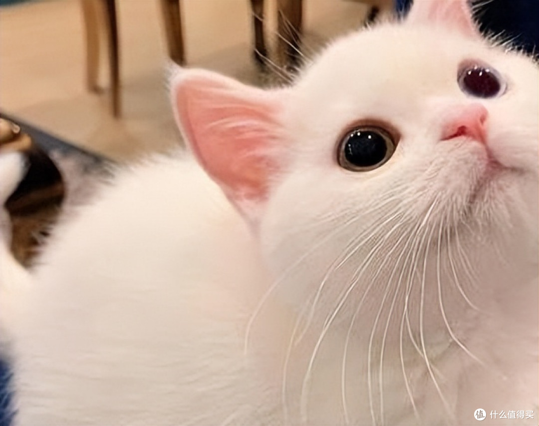2026年哪些猫粮性价比高?养猫家庭必囤款清单来了!