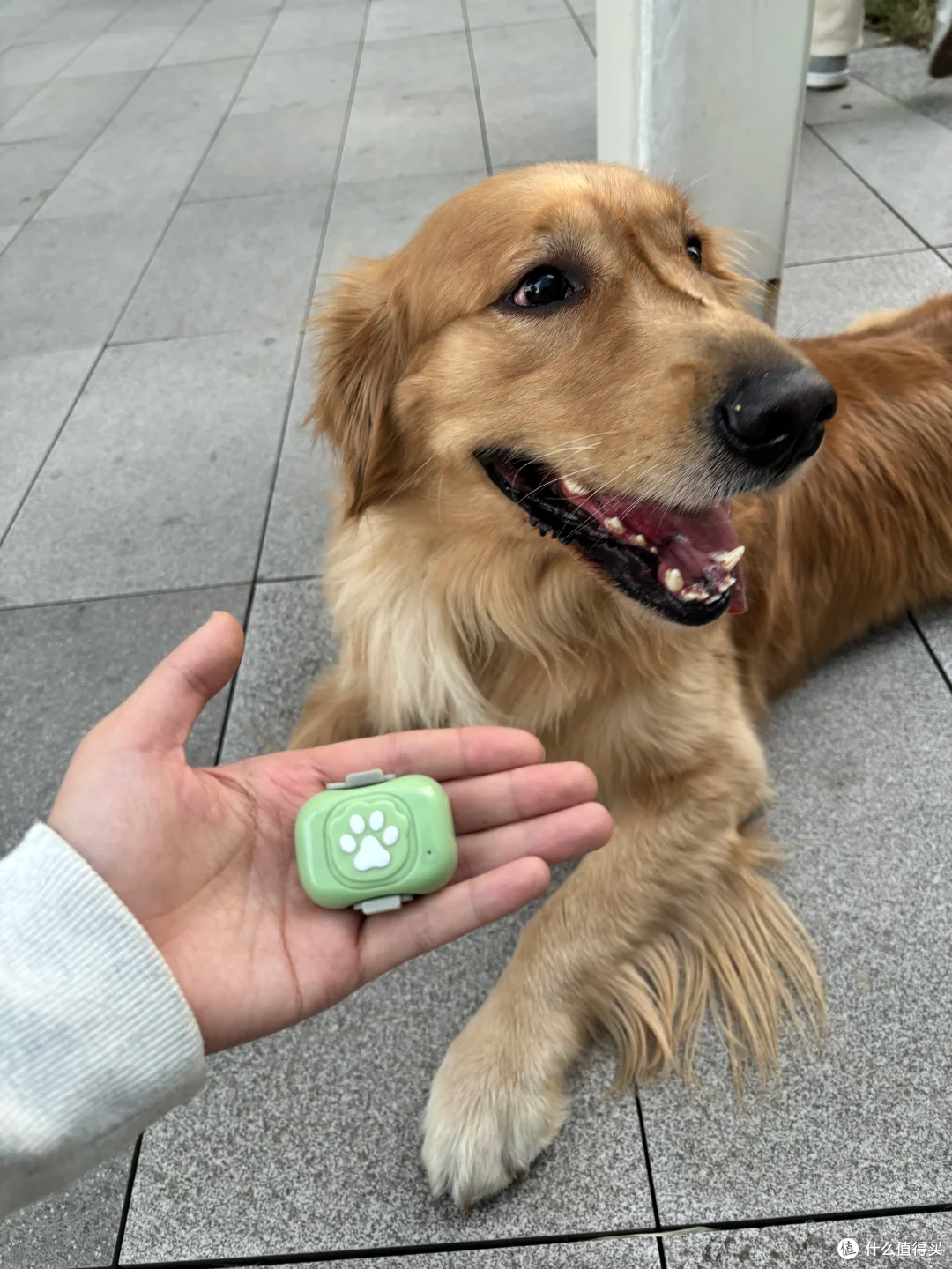 狗狗走丢后这个想法真的很危险….