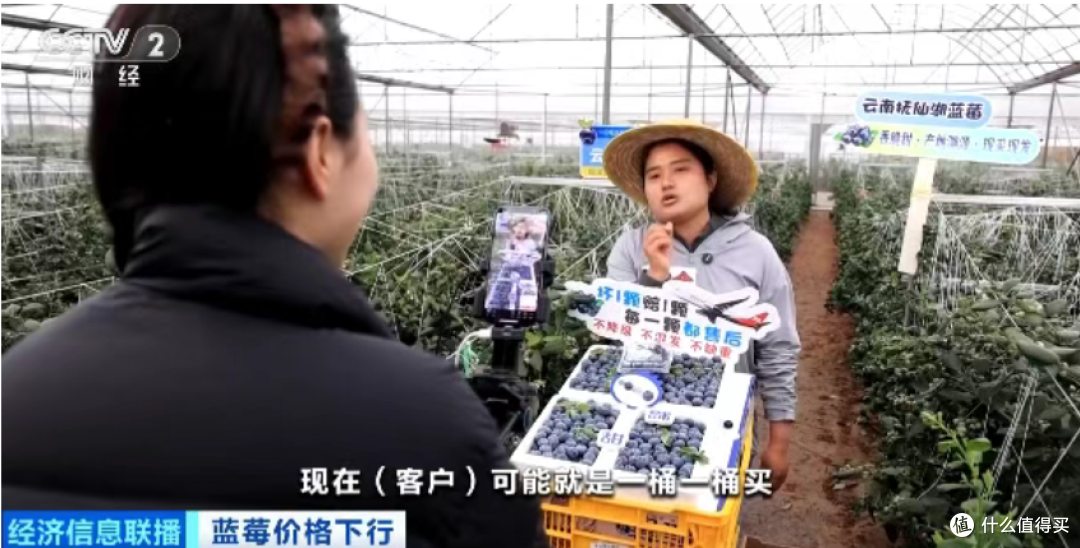 价格跳水!“按桶论斤”卖!你的蓝莓自由来了!