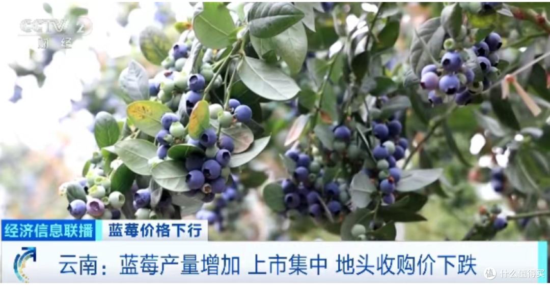 价格跳水!“按桶论斤”卖!你的蓝莓自由来了!