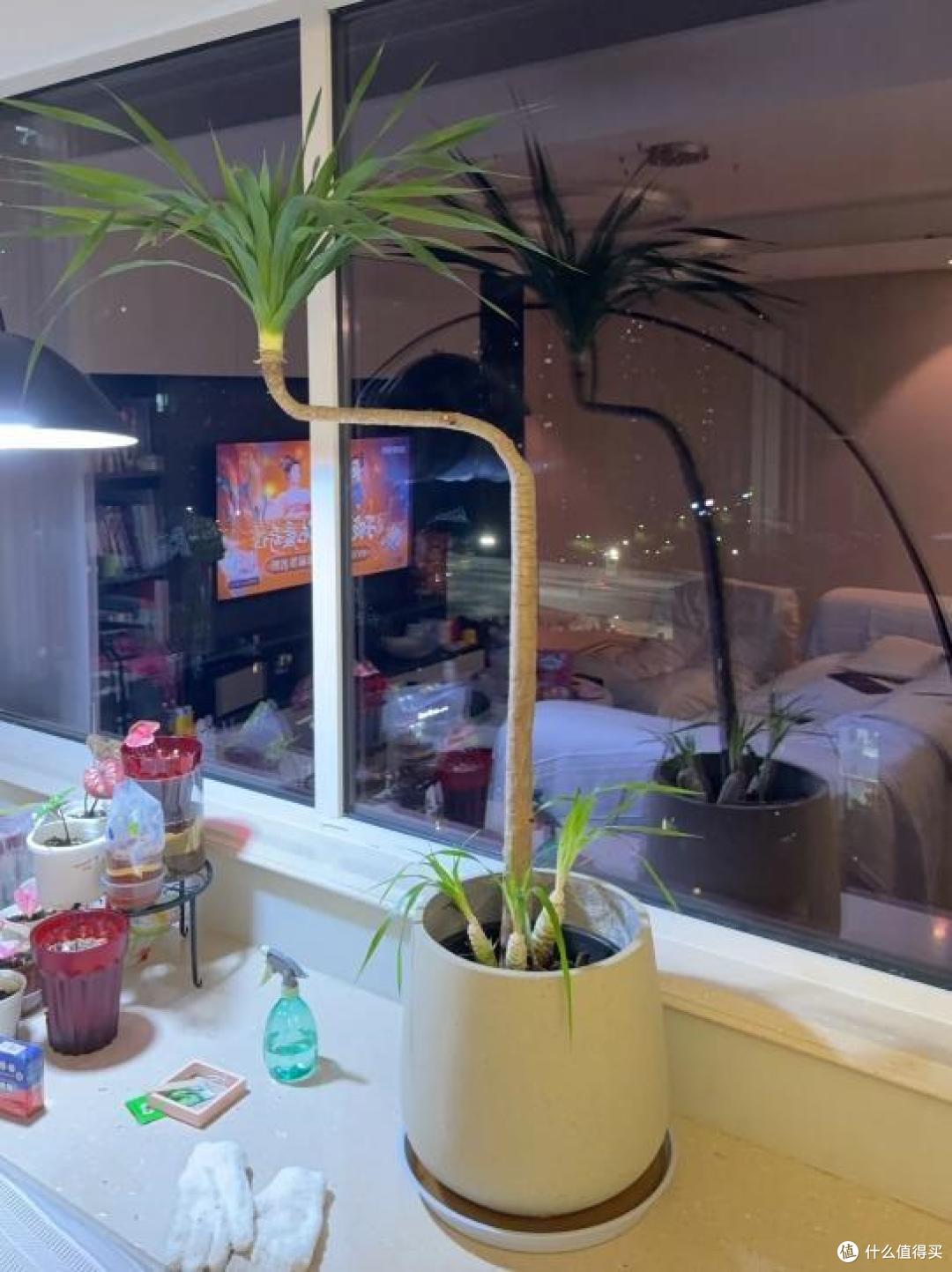 男子手痒难耐,给“巨贵龙血树”脱了个毛,网友:感觉它快抑郁了