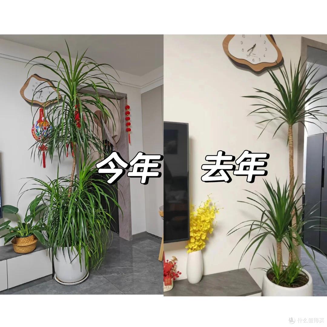 男子手痒难耐,给“巨贵龙血树”脱了个毛,网友:感觉它快抑郁了