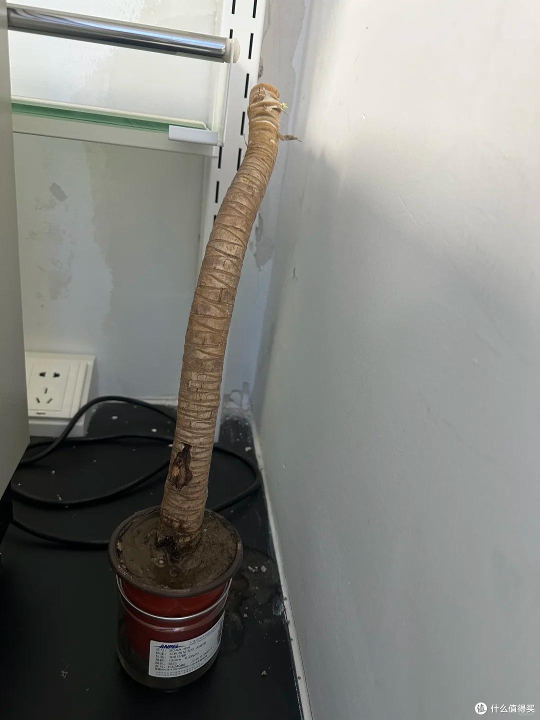 男子手痒难耐,给“巨贵龙血树”脱了个毛,网友:感觉它快抑郁了