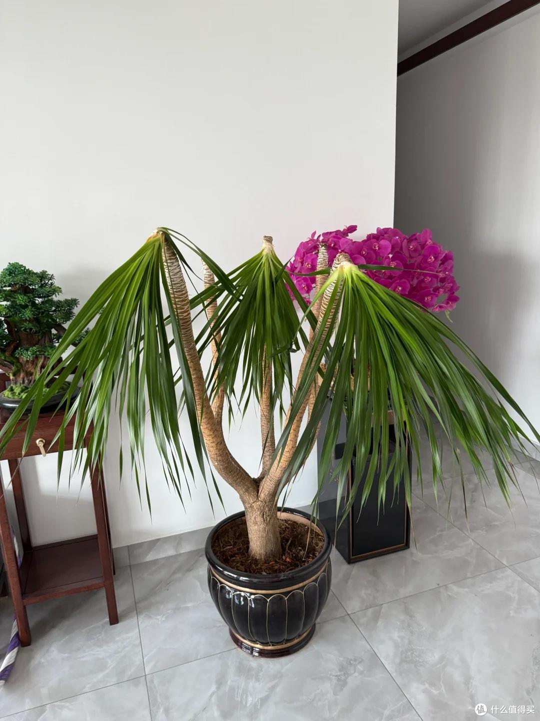 男子手痒难耐,给“巨贵龙血树”脱了个毛,网友:感觉它快抑郁了