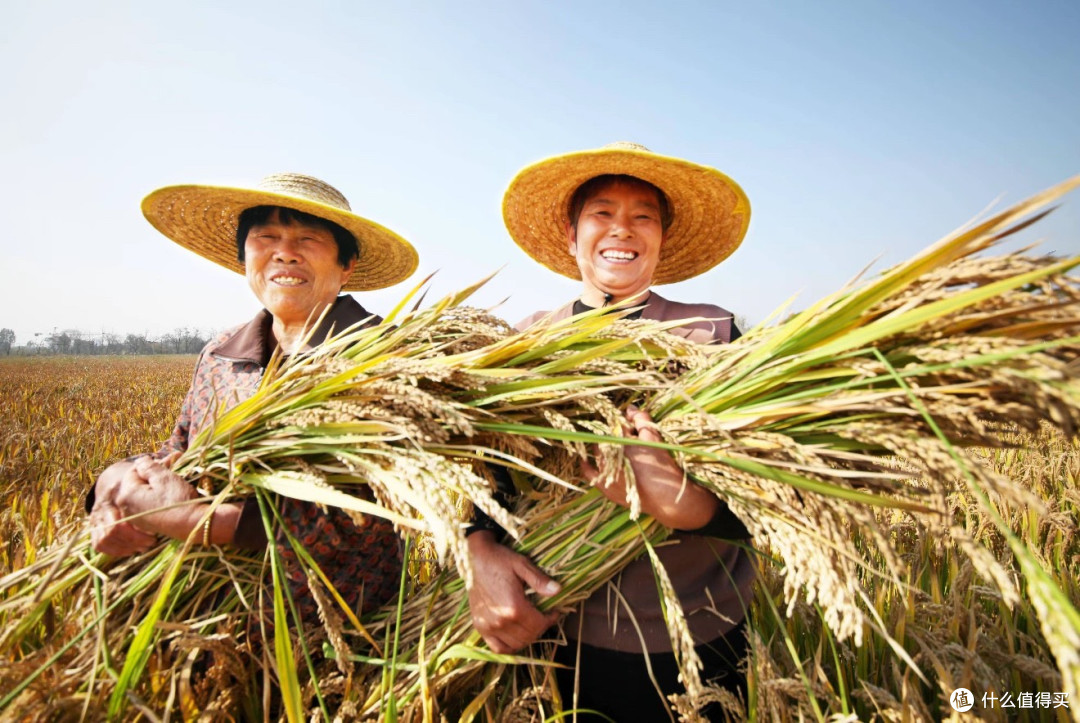 从“禁烧秸秆”到“油菜花期打药”,我们的农业到底怎么了?