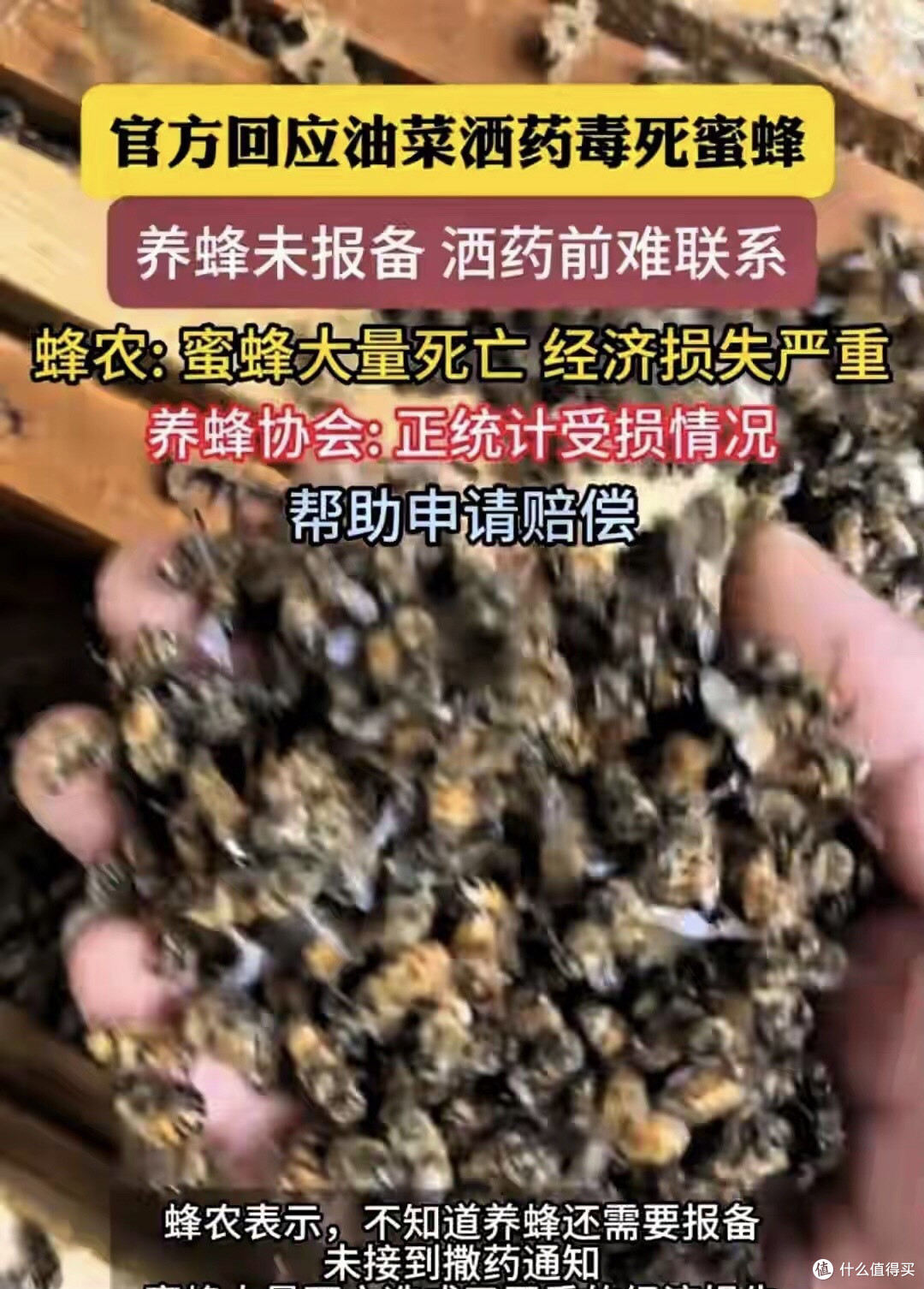 湖南衡阳蜜蜂“阵亡”,官方回应显“无奈”,专家发声表遗憾