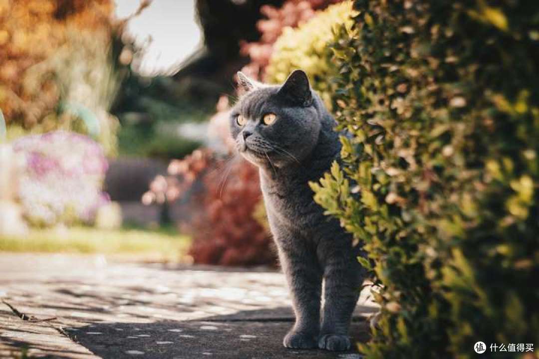 品牌猫粮有哪些性价比高？2026年国产猫粮排名前十品牌分享