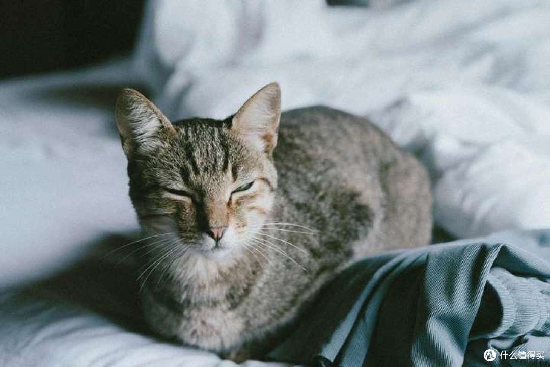 品牌猫粮有哪些性价比高？2026年国产猫粮排名前十品牌分享