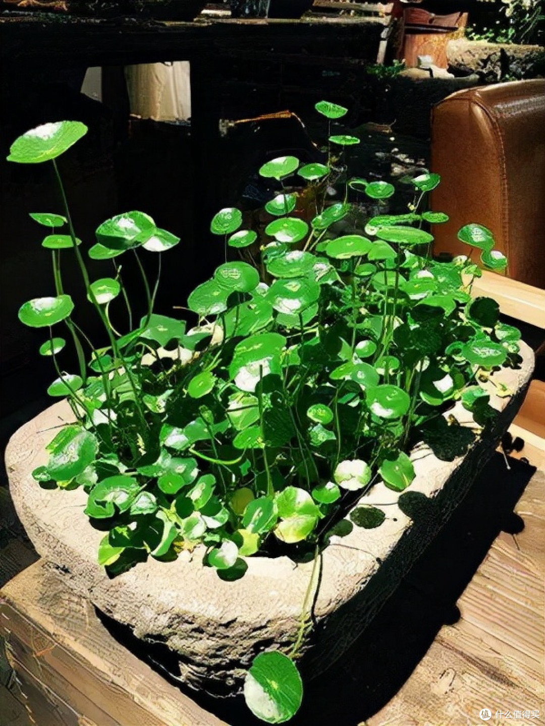 “家养三花,钱财到家”,这3种“招财花”,家里至少得养一盆~