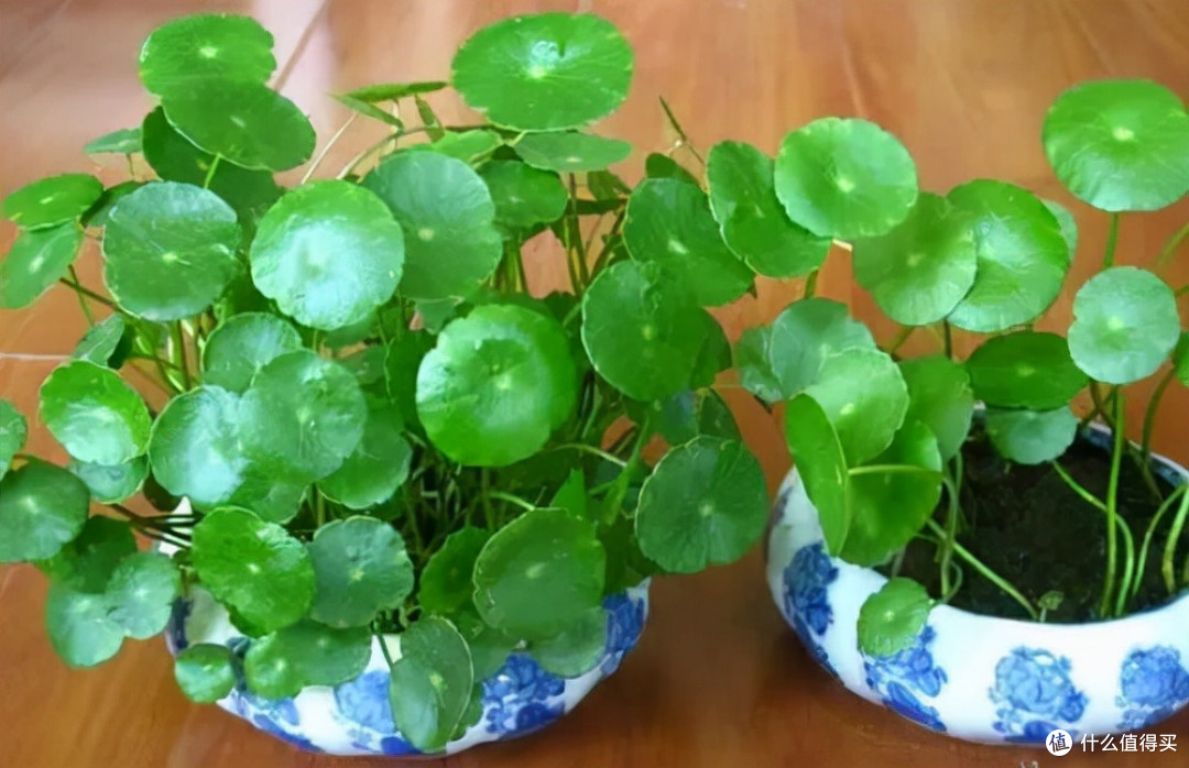 “家养三花,钱财到家”,这3种“招财花”,家里至少得养一盆~