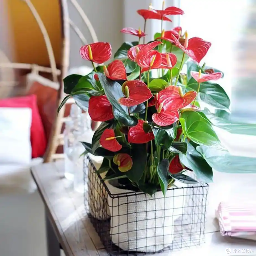 “家养三花,钱财到家”,这3种“招财花”,家里至少得养一盆~