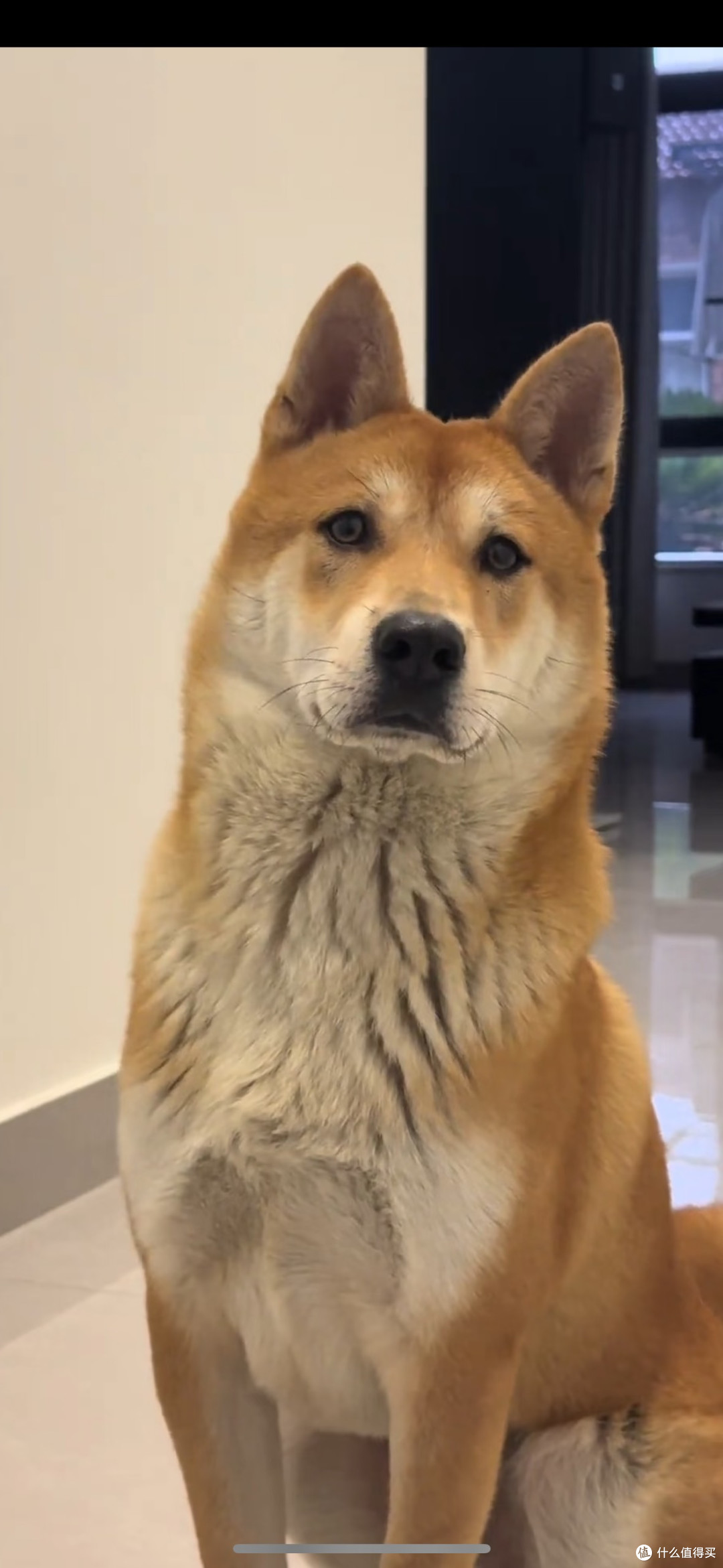 春季宠物指南