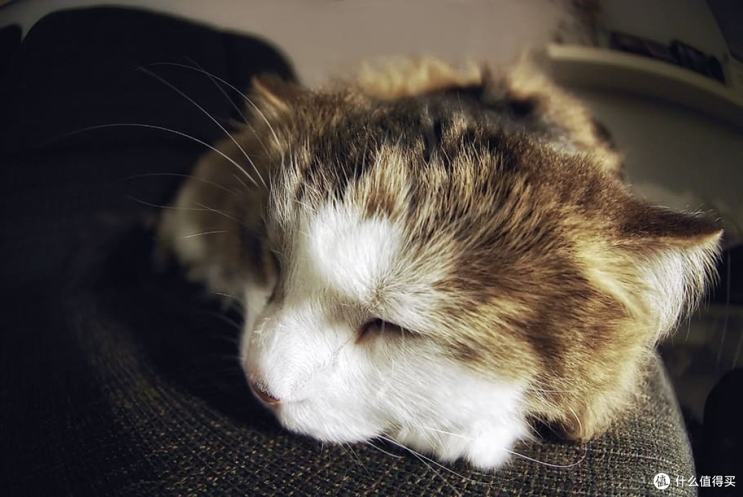 品牌猫粮有哪些值得推荐?盘点315认证的优质猫粮排行榜TOP5