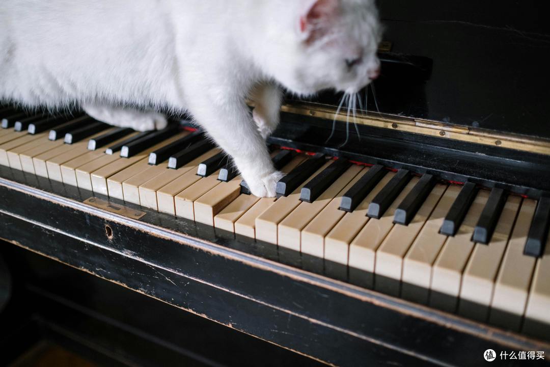 什么是全价猫粮、全期猫粮?实测出炉,2026最好的猫粮排行榜TOP3