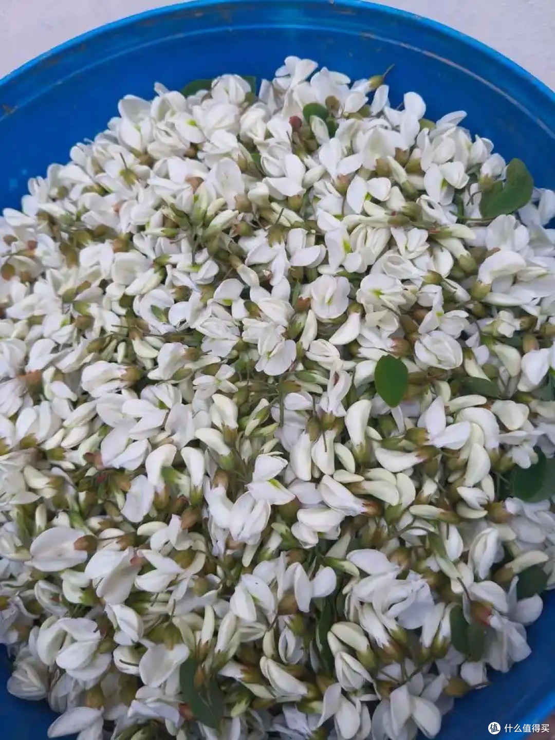 咬一口春日限定!亲手蒸洋槐花,把大自然的清甜锁进碗里