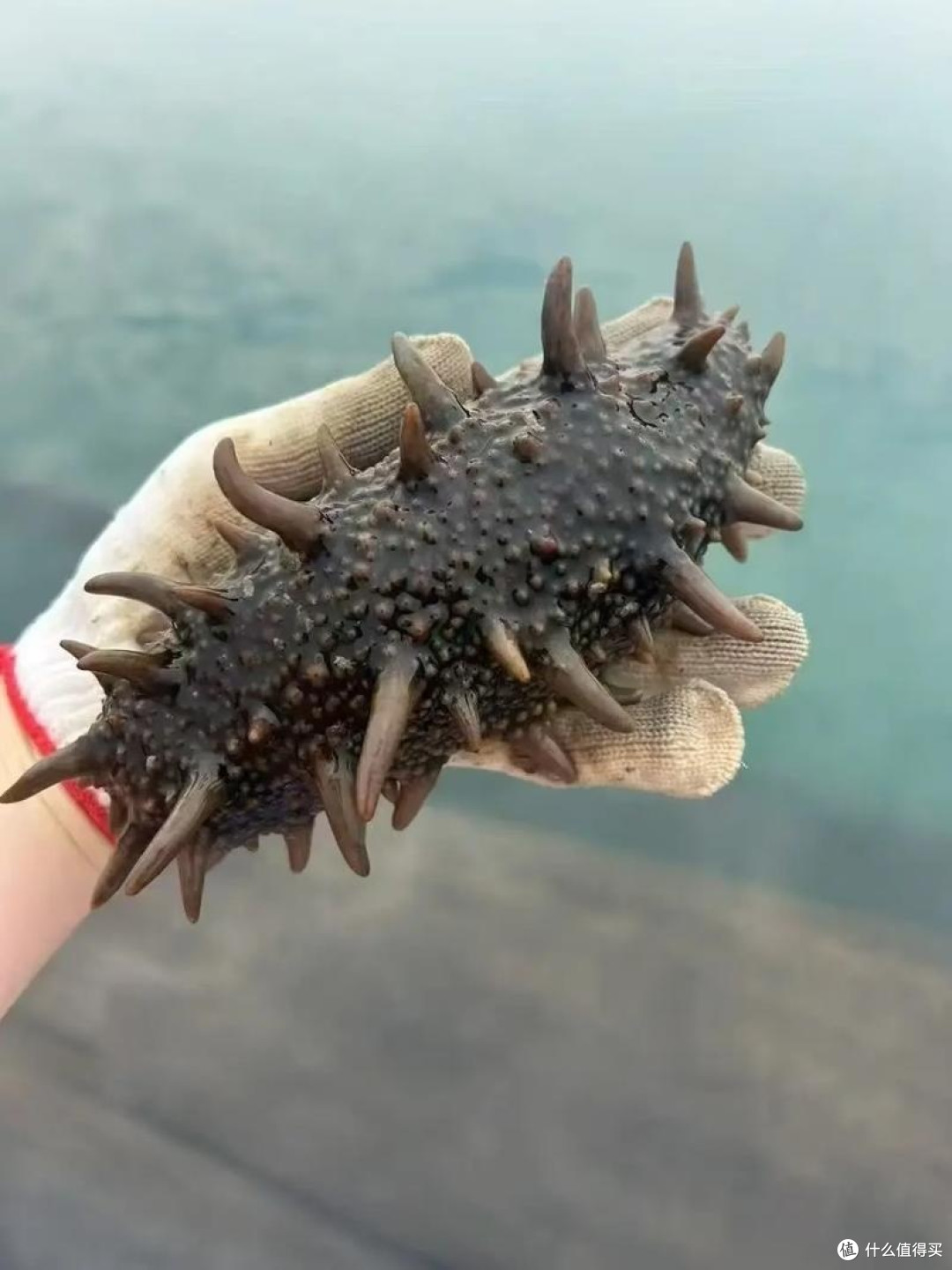 挑海参技巧