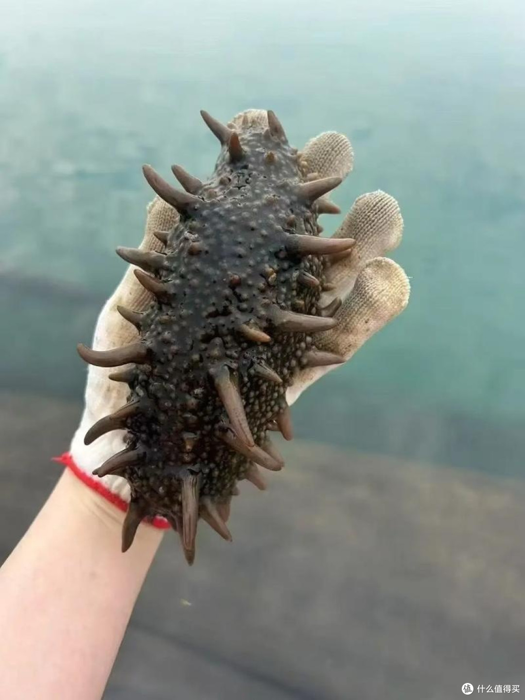 挑海参技巧