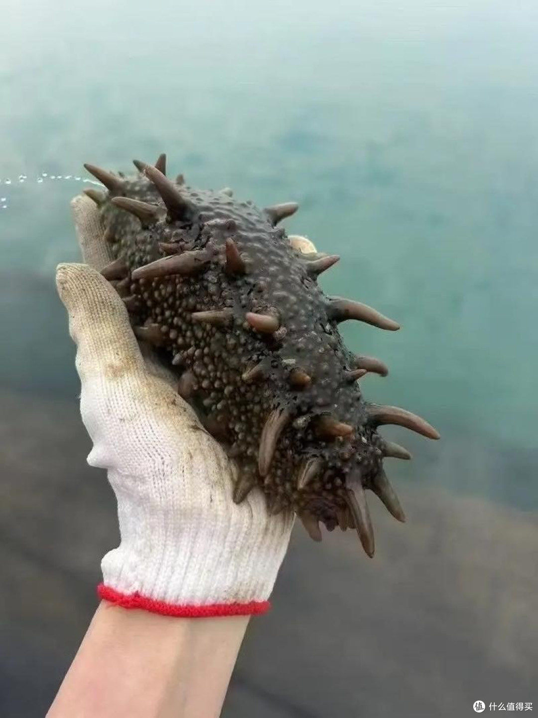 挑海参技巧
