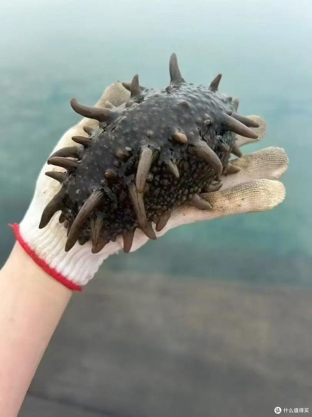 挑海参技巧