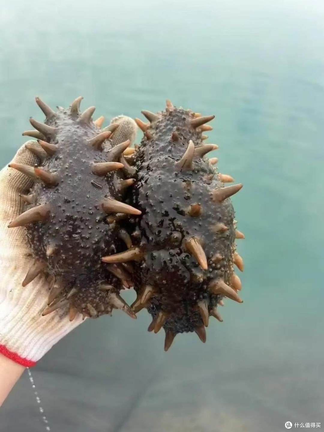 挑海参技巧