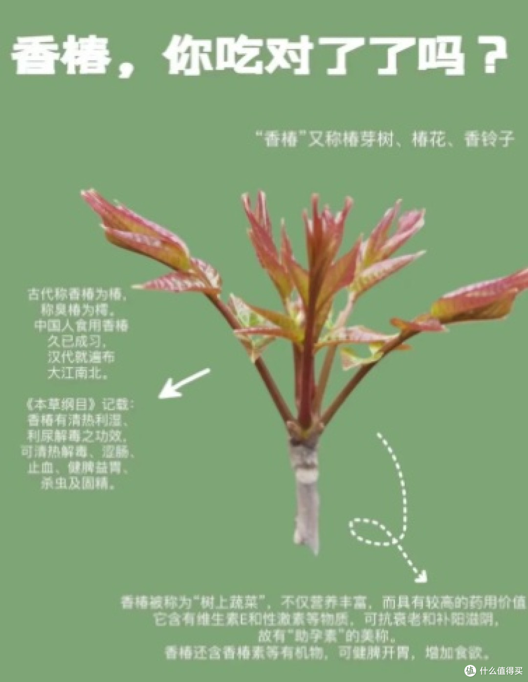 香椿芽还有这作用?