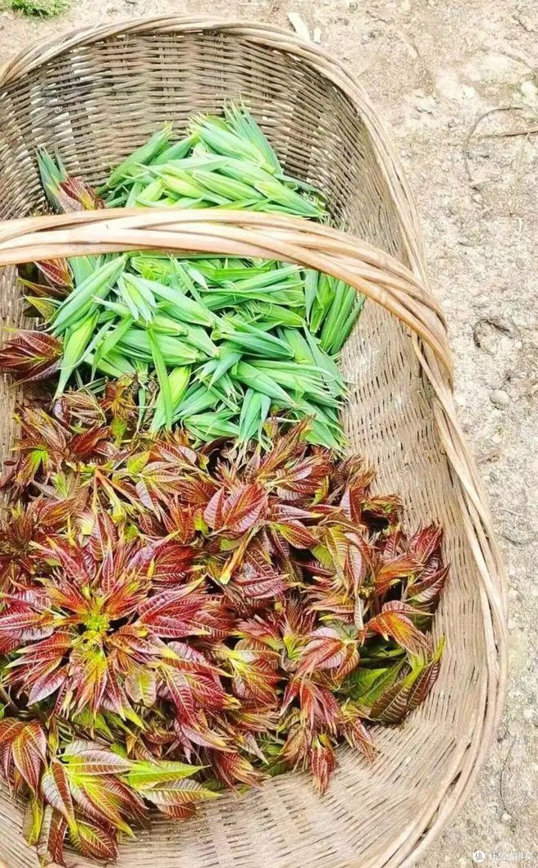 春分吃春菜，你家乡的春菜是韭菜、荠菜还是香椿？