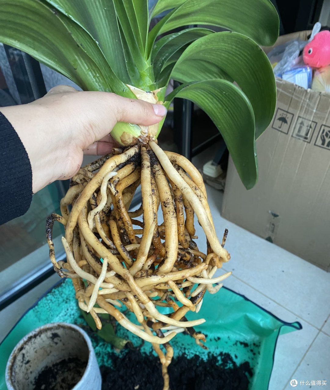 江苏一阿姨君子兰只养2年,“几片叶子就开花”,网友:请教经验