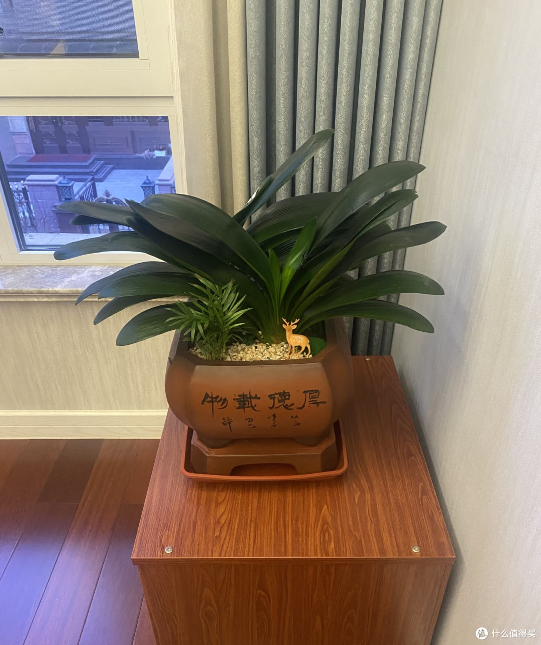 江苏一阿姨君子兰只养2年,“几片叶子就开花”,网友:请教经验