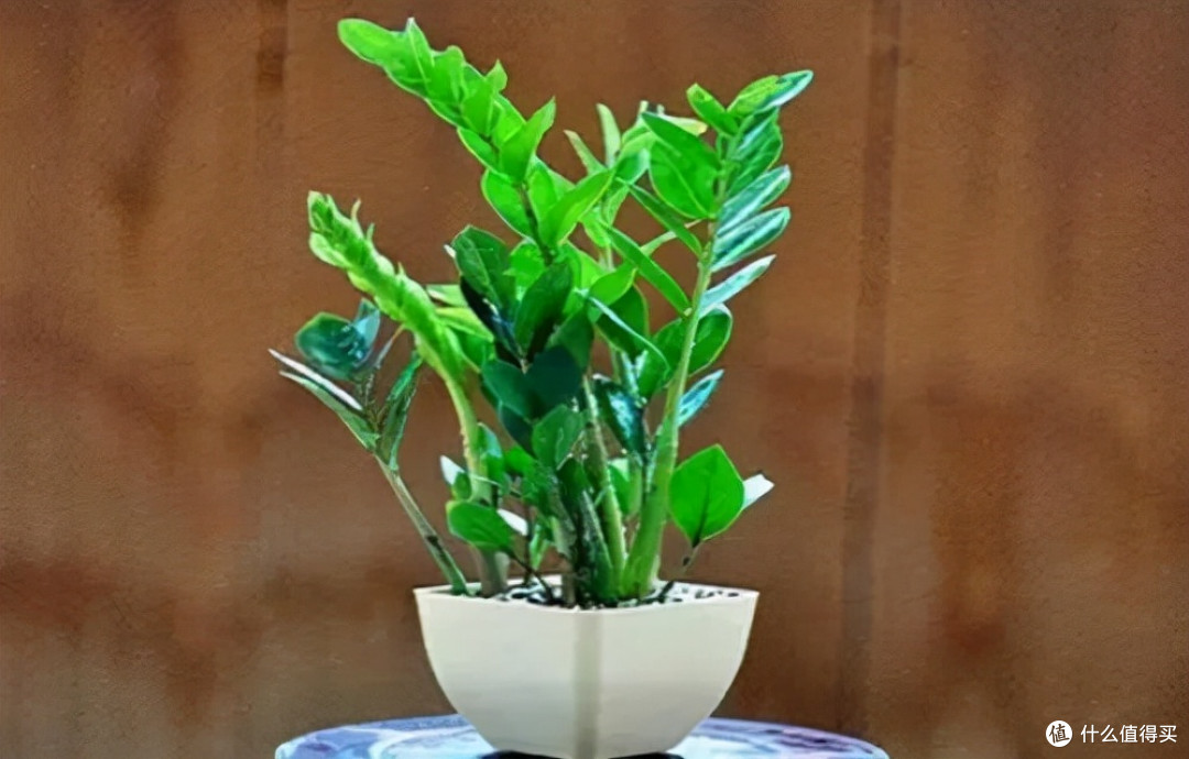 9种“招财花”，再穷也要养一盆，小日子很舒心