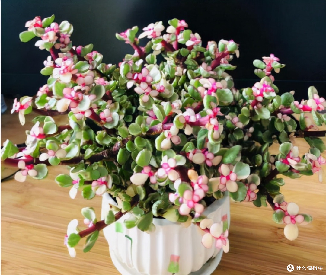 9种“招财花”，再穷也要养一盆，小日子很舒心