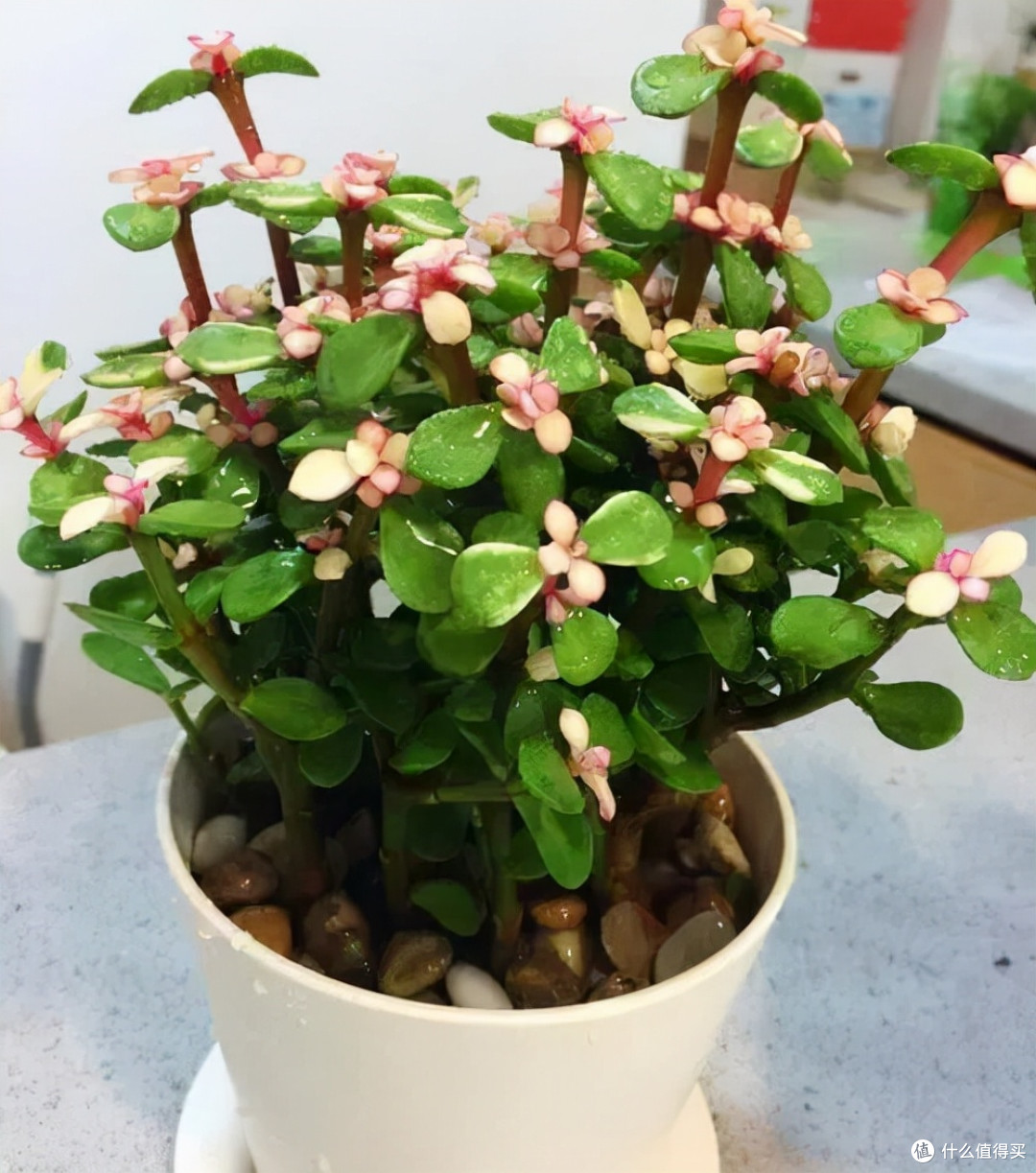 9种“招财花”，再穷也要养一盆，小日子很舒心