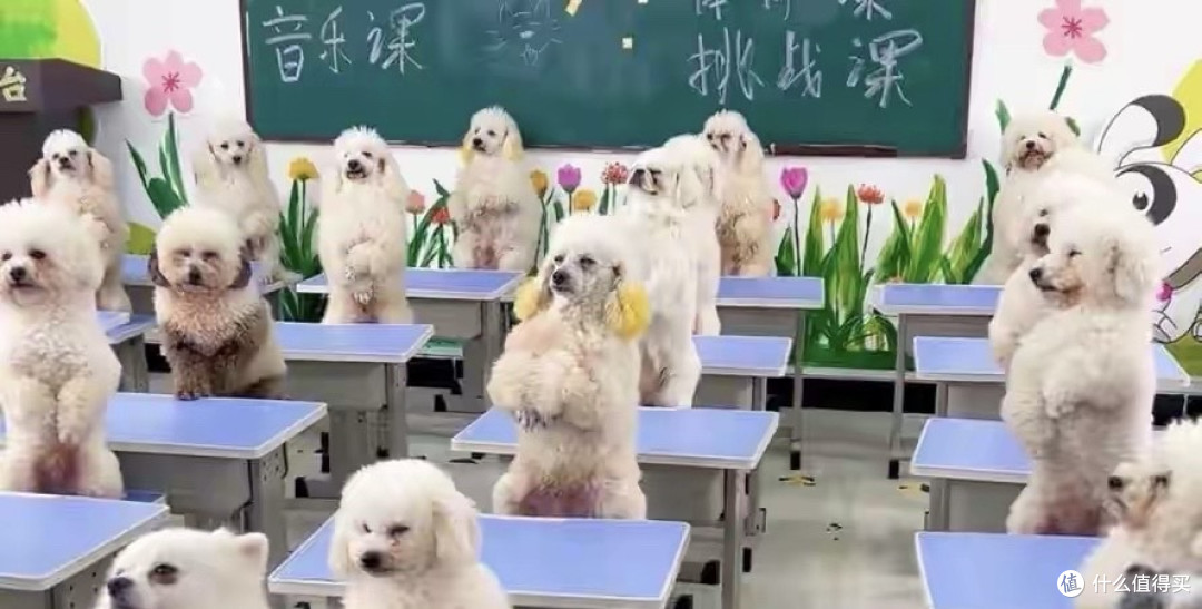 人不如狗实锤了！沪95后女孩为爱犬豪掷1.2万/月上“贵族幼儿园”
