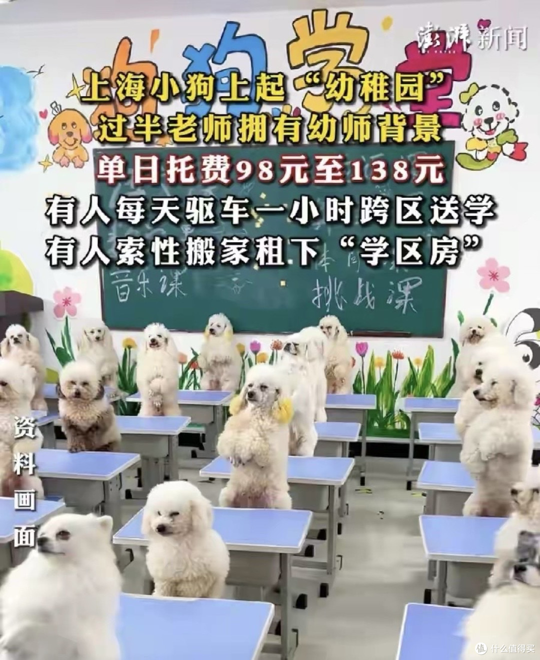 人不如狗实锤了！沪95后女孩为爱犬豪掷1.2万/月上“贵族幼儿园”