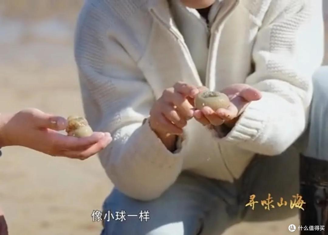 浙江有种“长在海里的蒜”,实为一种动物,被称“海中冬虫夏草”