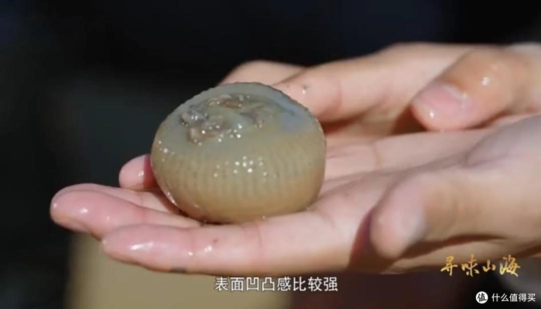 浙江有种“长在海里的蒜”,实为一种动物,被称“海中冬虫夏草”