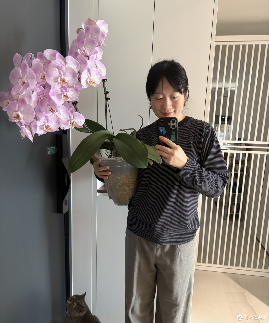湖北一太太，养4年的蝴蝶兰“太争气”，年年开爆，网友：真会养