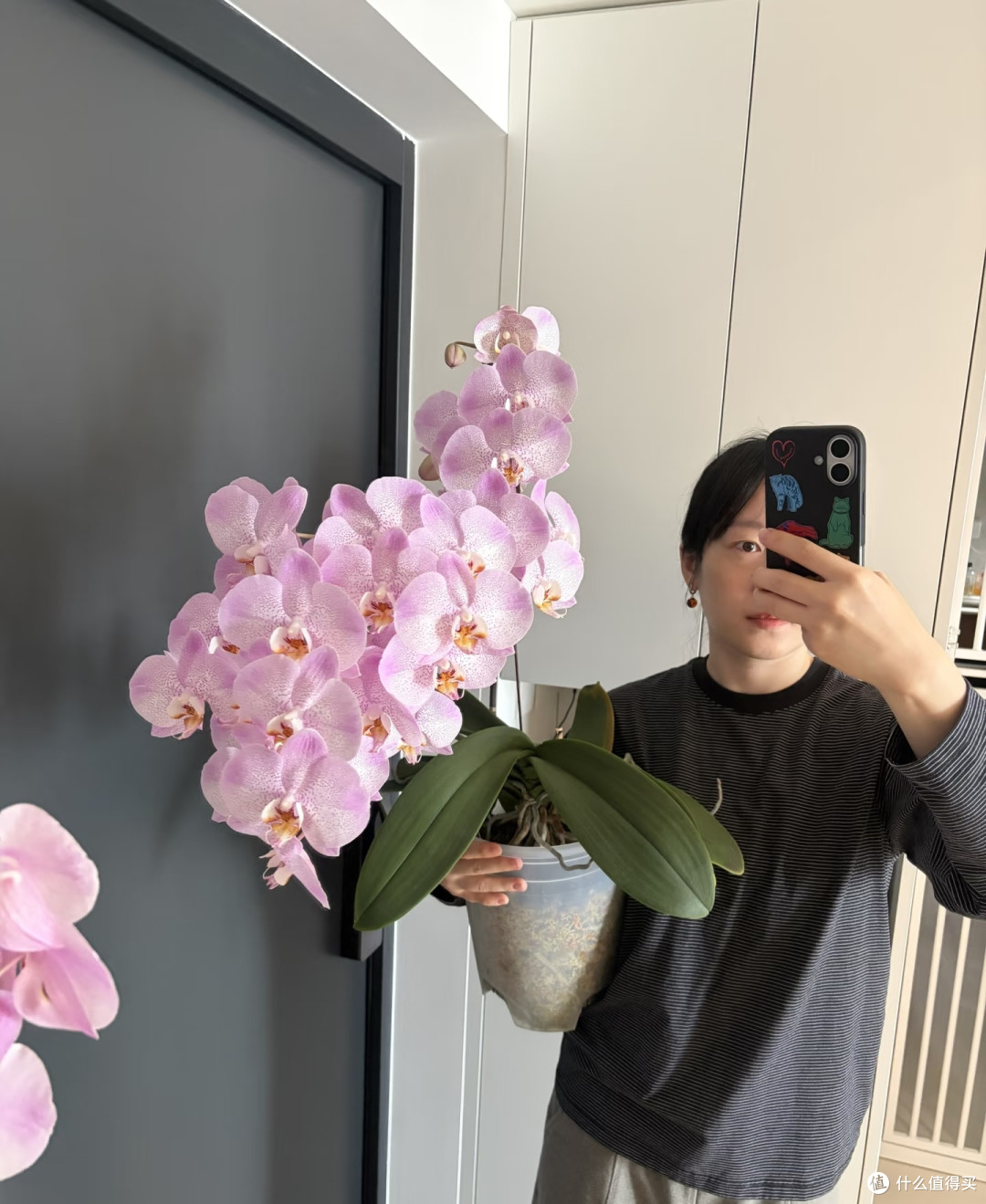 湖北一太太，养4年的蝴蝶兰“太争气”，年年开爆，网友：真会养