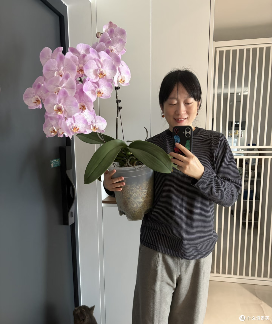 湖北一太太，养4年的蝴蝶兰“太争气”，年年开爆，网友：真会养