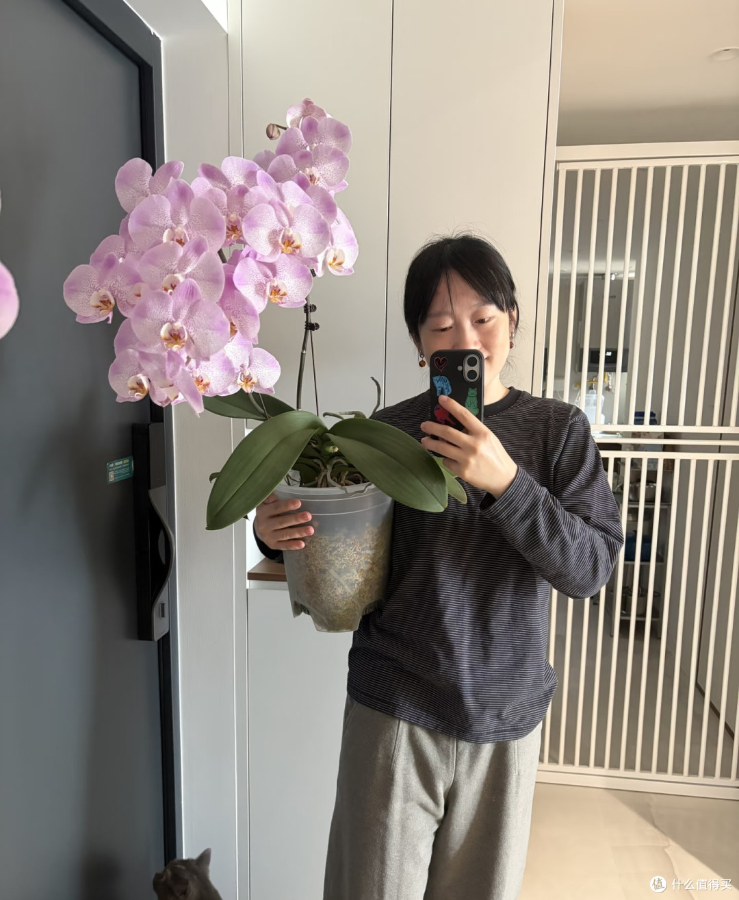 湖北一太太，养4年的蝴蝶兰“太争气”，年年开爆，网友：真会养