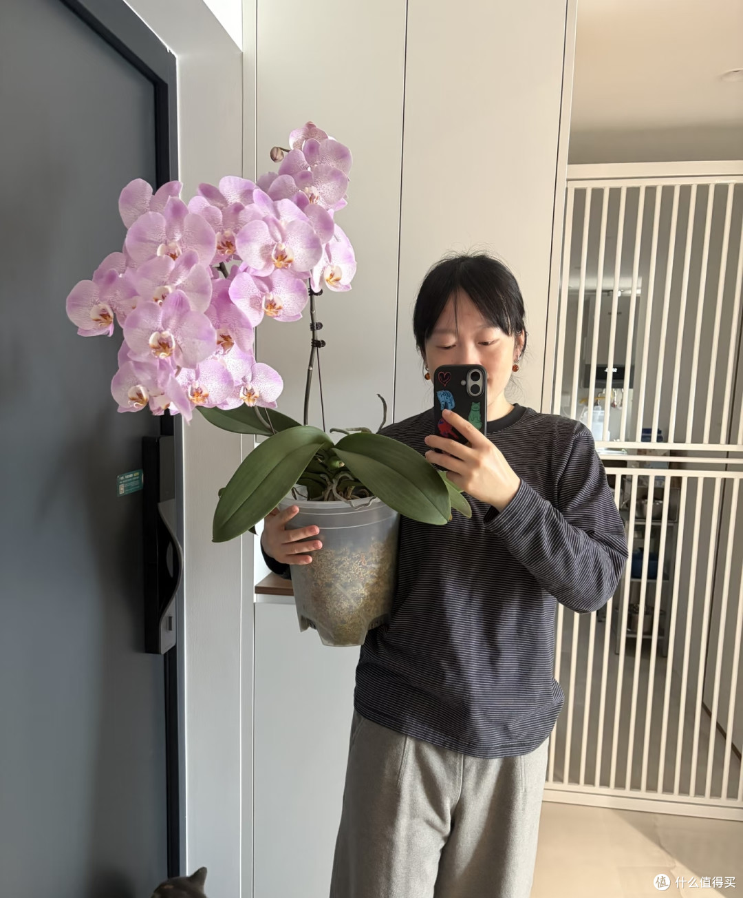 湖北一太太，养4年的蝴蝶兰“太争气”，年年开爆，网友：真会养