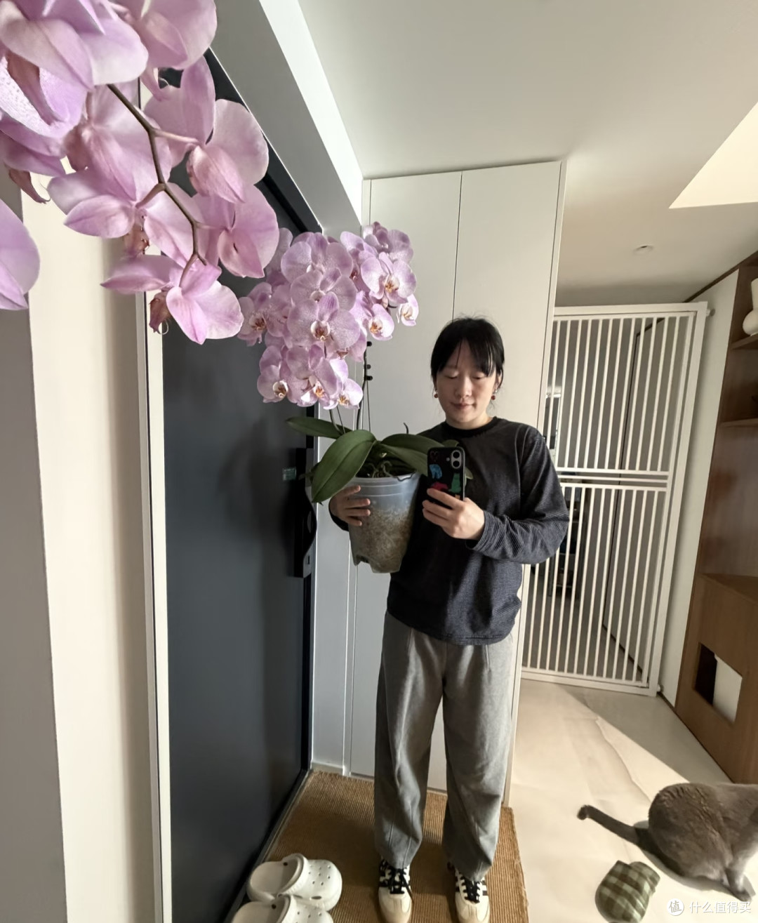 湖北一太太，养4年的蝴蝶兰“太争气”，年年开爆，网友：真会养