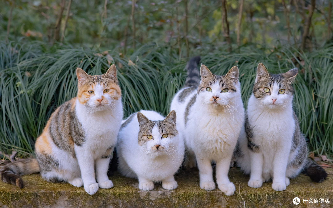 猫罐头哪家好？315中央测评出炉十大猫罐头排行榜！照着买不踩雷