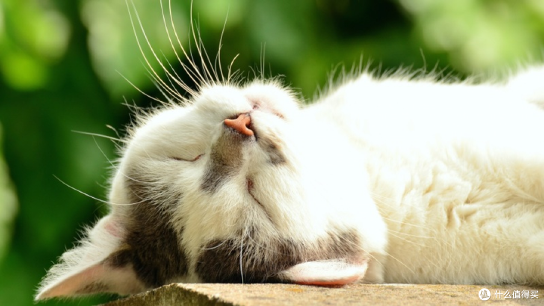 猫罐头品牌怎么选?315认证的十大最好的猫罐头分享!