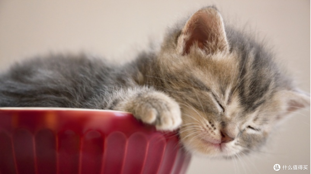 猫罐头品牌怎么选?315认证的十大最好的猫罐头分享!