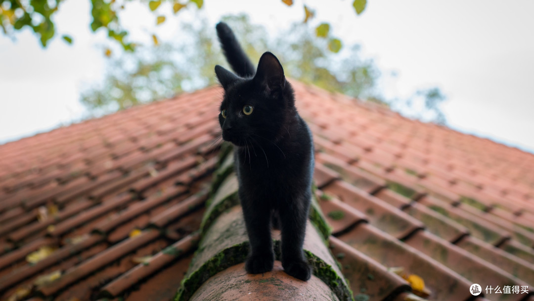 猫罐头哪家好？315中央测评出炉十大猫罐头排行榜！照着买不踩雷