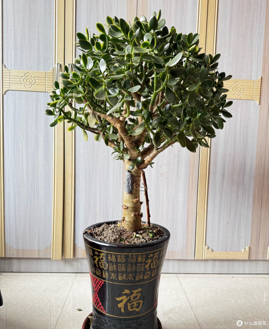 吉林一姑娘，因婶婶“矮玉树开花”走红，网友：为啥我养15年没开